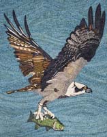 Fish Hawk - click to view larger image...