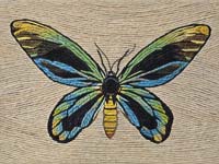 Butterfly - click to view larger image...