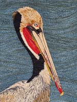Pelican - click to view larger image...