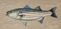 Striper - click to view larger image...